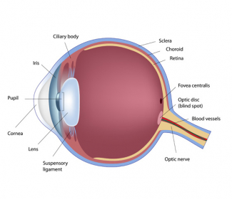 Understanding how the eye works